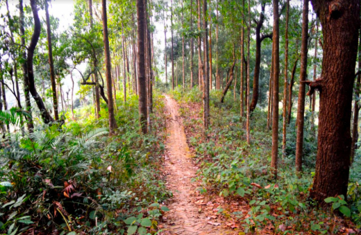 ঝরা পাতা গো, আমি তোমারি দলে ঝরা পাতা গো, আমি তোমারি দলে